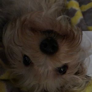 Meet your Posher, Andrea